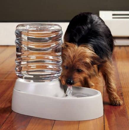 Best dog water fountain 2018 on sale