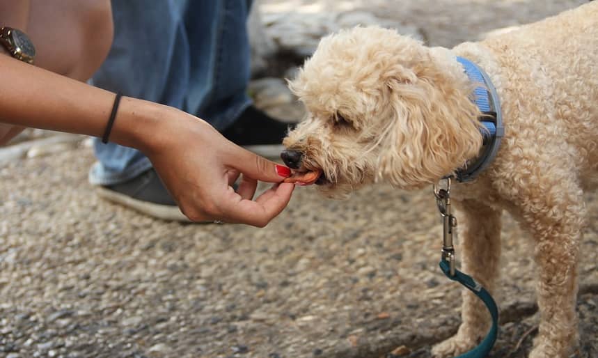 dog eating treat