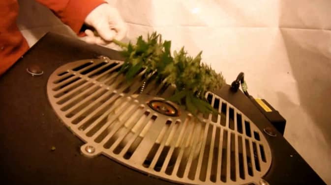 choose bud trimmer