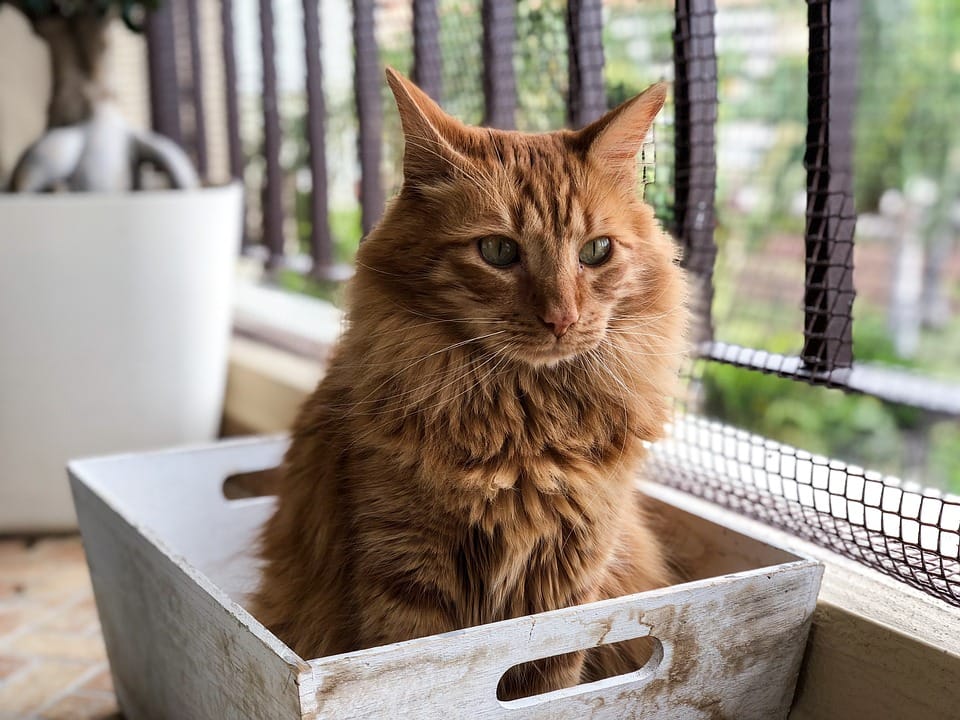 pet box