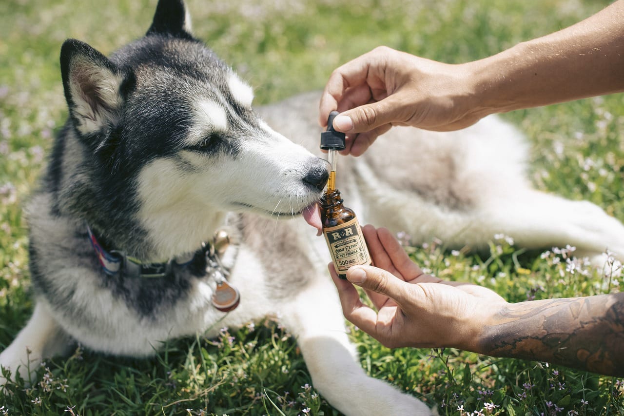 cannabis dog CBD
